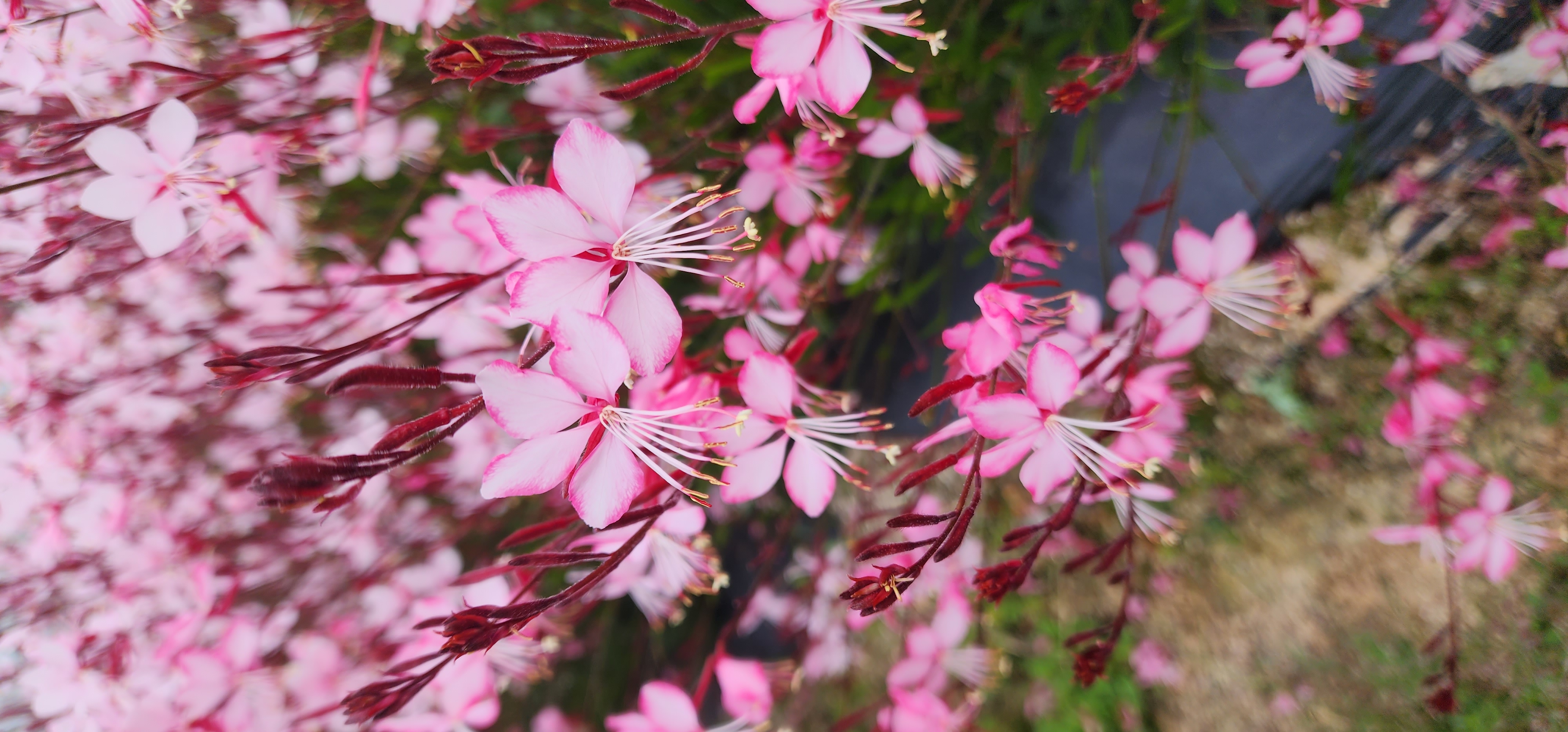 Gaura lindheimeri ‘Love Trip’